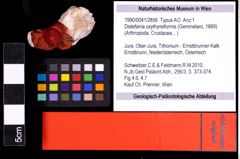 Foto (Objekt + Etiketten) von Distefania oxythyreiformis (Gemmelaro, 1869) 